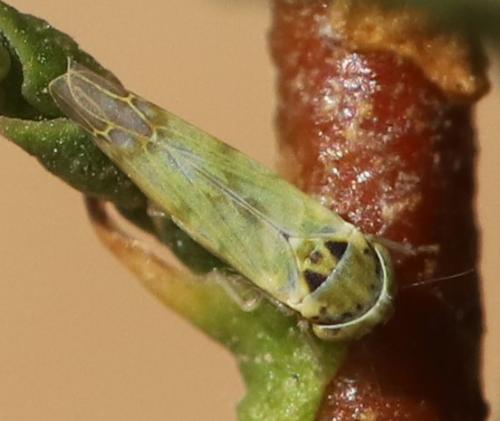 Tamaricella tamaricis
